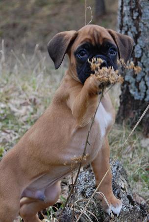 milo