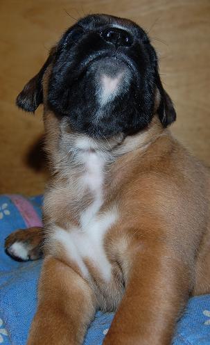pentu