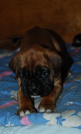 pentu