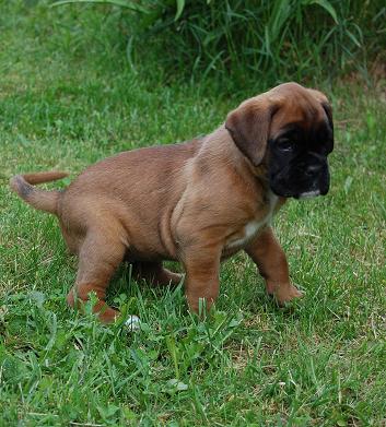 pentu