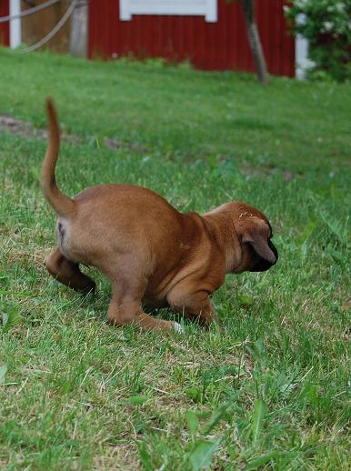 pentu