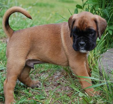 pentu