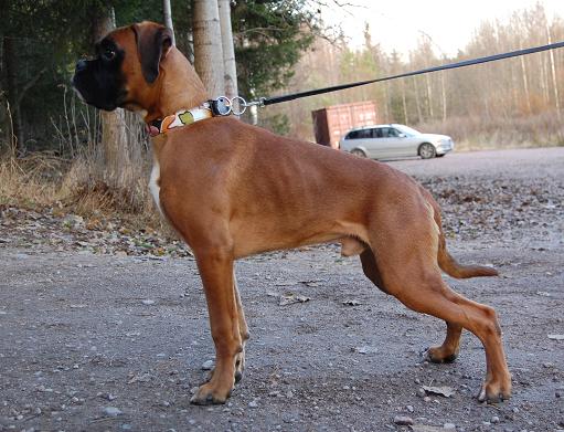 pentu