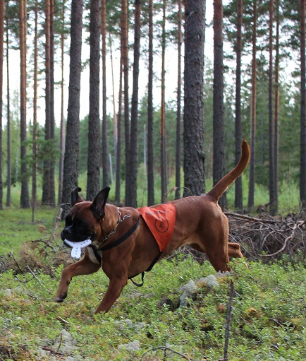 klaara
