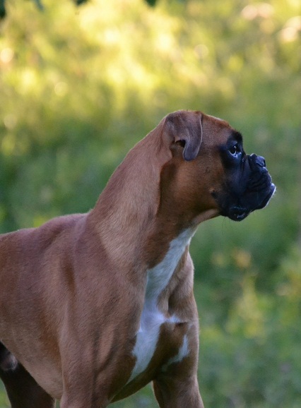 daimo