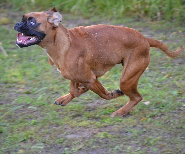 daimo