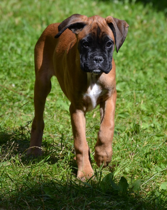 elke