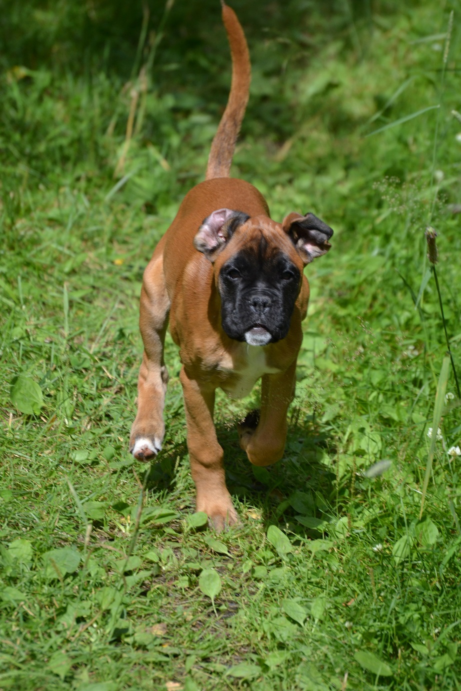 elke