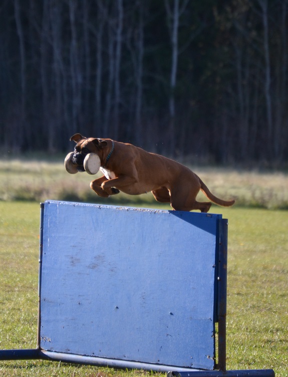 kaisla