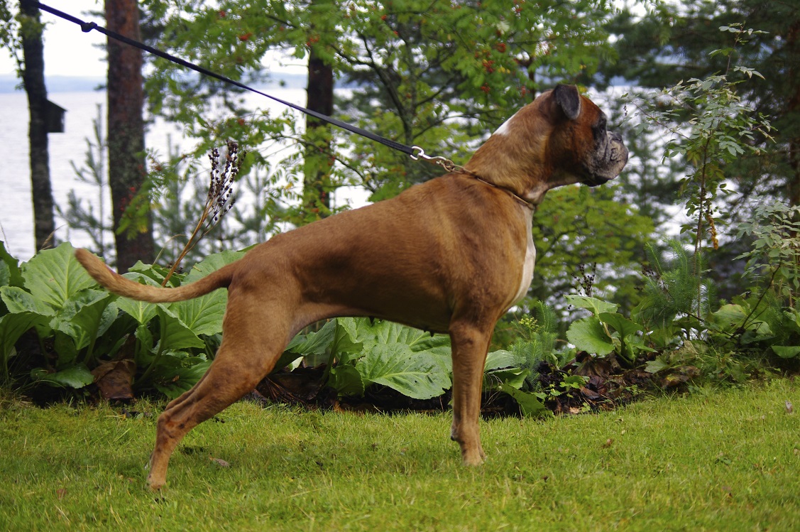 sissi