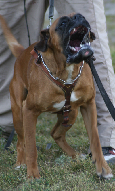 toivo