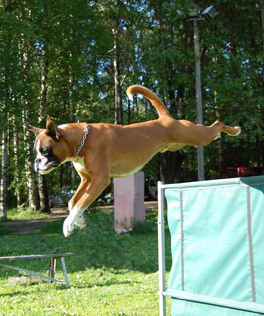 yogi
