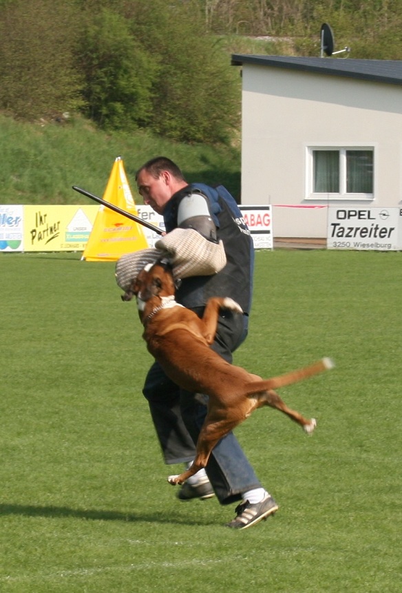yogi